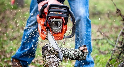 Cutting a tree with the chainsaw 